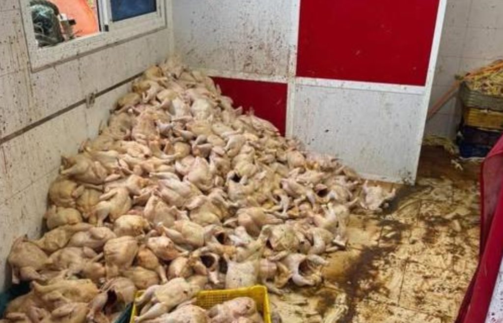 Autoridades de Tánger incautan dos toneladas de pollo no apto para el consumo