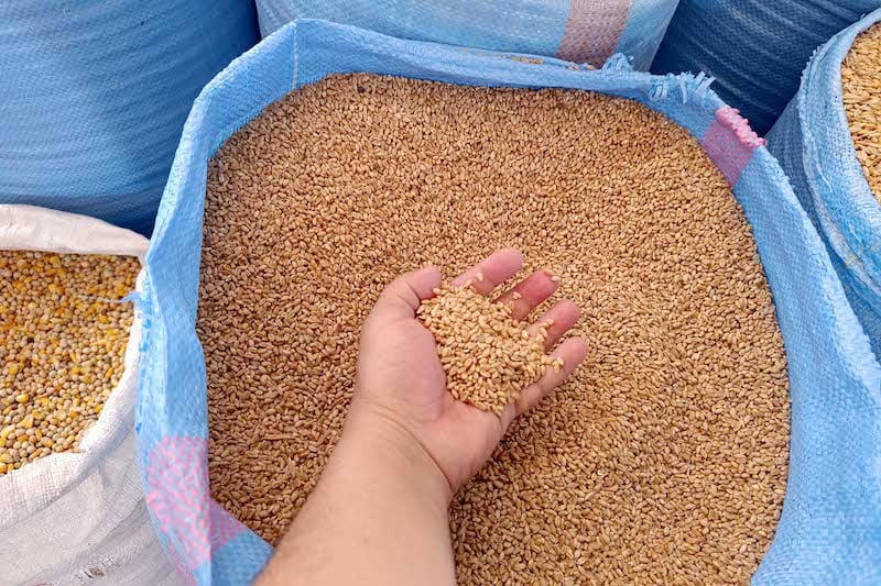 Una campaña agrícola prometedora impulsa a Marruecos a frenar las importaciones de trigo