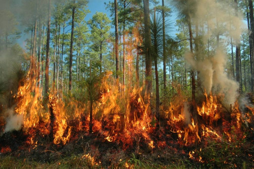 Marruecos registra más incendios forestales, pero reduce un 30 % la superficie afectada en 2026